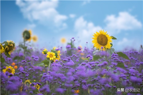 种植向日葵腐烂怎么办,向日葵的种植注意什么事项