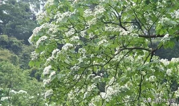 木蜡和蜂蜡的区别,木蜡油和蜂蜡有什么区别