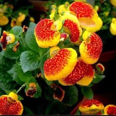 全部金木水火土五行五系植物介绍,五种植物代表五行