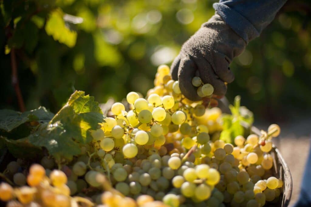 西班牙葡萄酒系列,西班牙葡萄酒大全