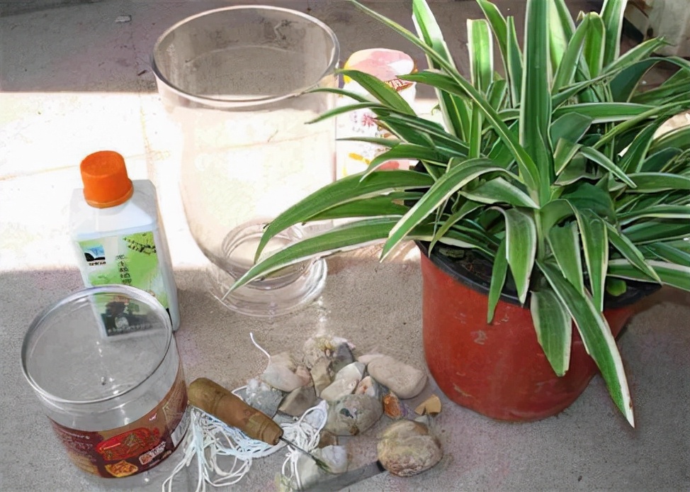 水培吊兰怎么养长得好,水培吊兰怎么养长得好快