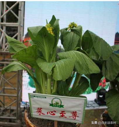 世界上最贵的几种食材有哪些,世界上最贵最顶级的食材