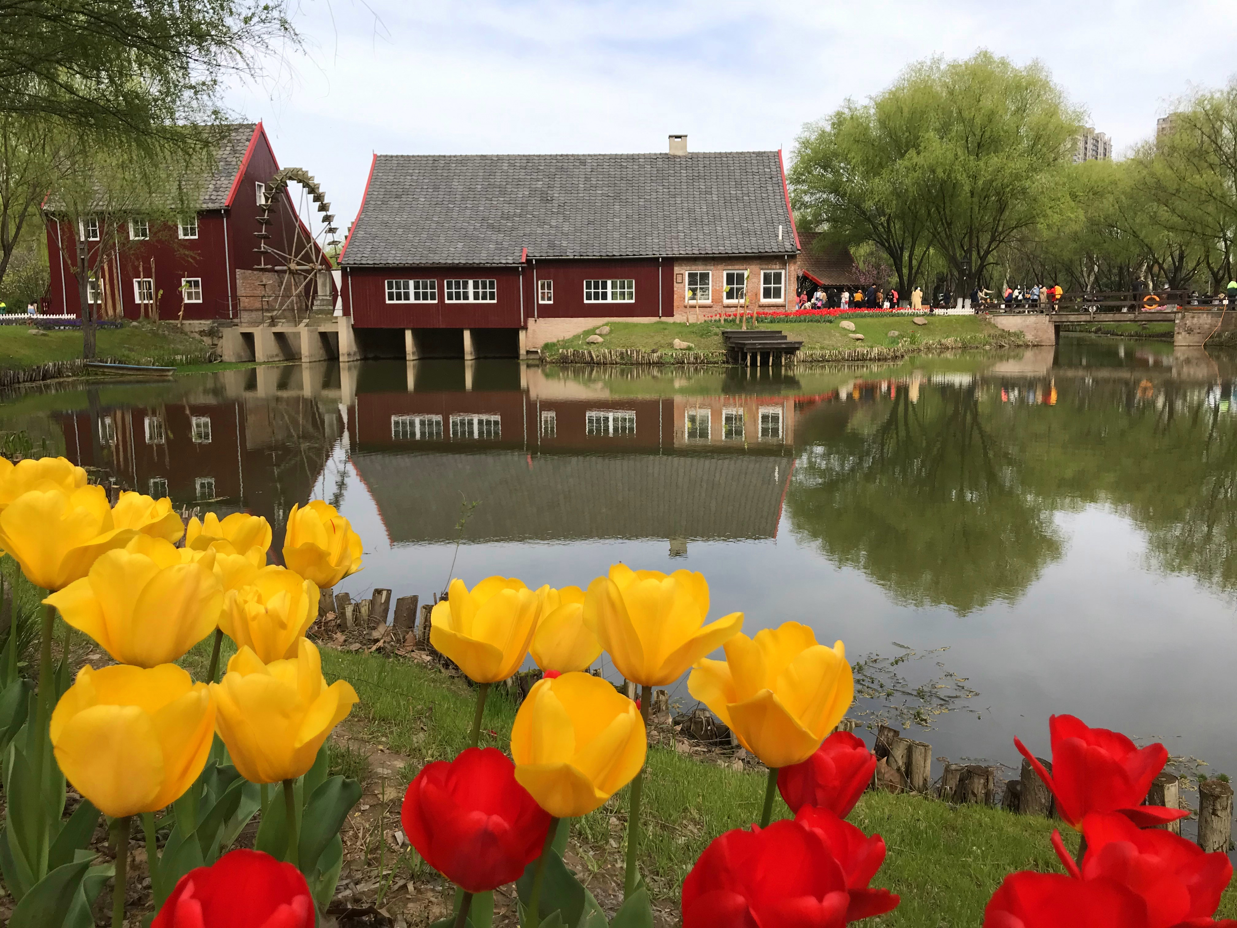 荷兰风情花园,南京绿博园的美丽