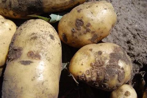 马铃薯常见病虫害及防治方法,马铃薯病虫害诊断与防治论文