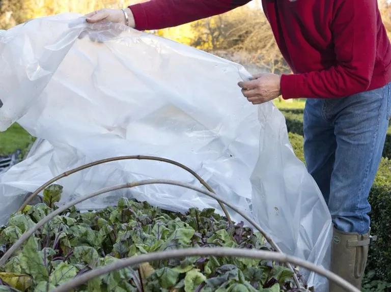 受冻的植物应该怎么拯救,植物受冻后僵苗了怎么办
