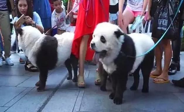 外国人为什么这么喜欢大熊猫呢,外国人究竟有多爱大熊猫