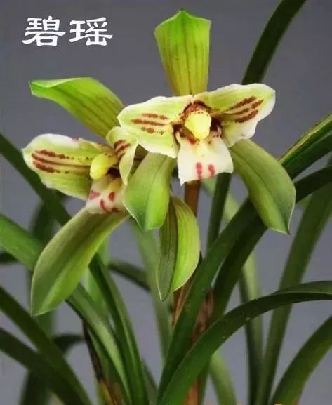 中国兰花的鉴赏标准,中国兰花特征介绍