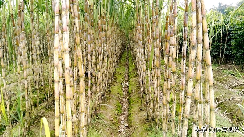 自驾游江津石蟆中坝岛,江津石蟆中坝岛甘蔗林