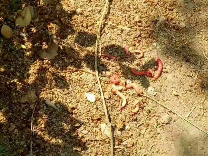 蛀干害虫用什么药防治最好,防治虫害的关键