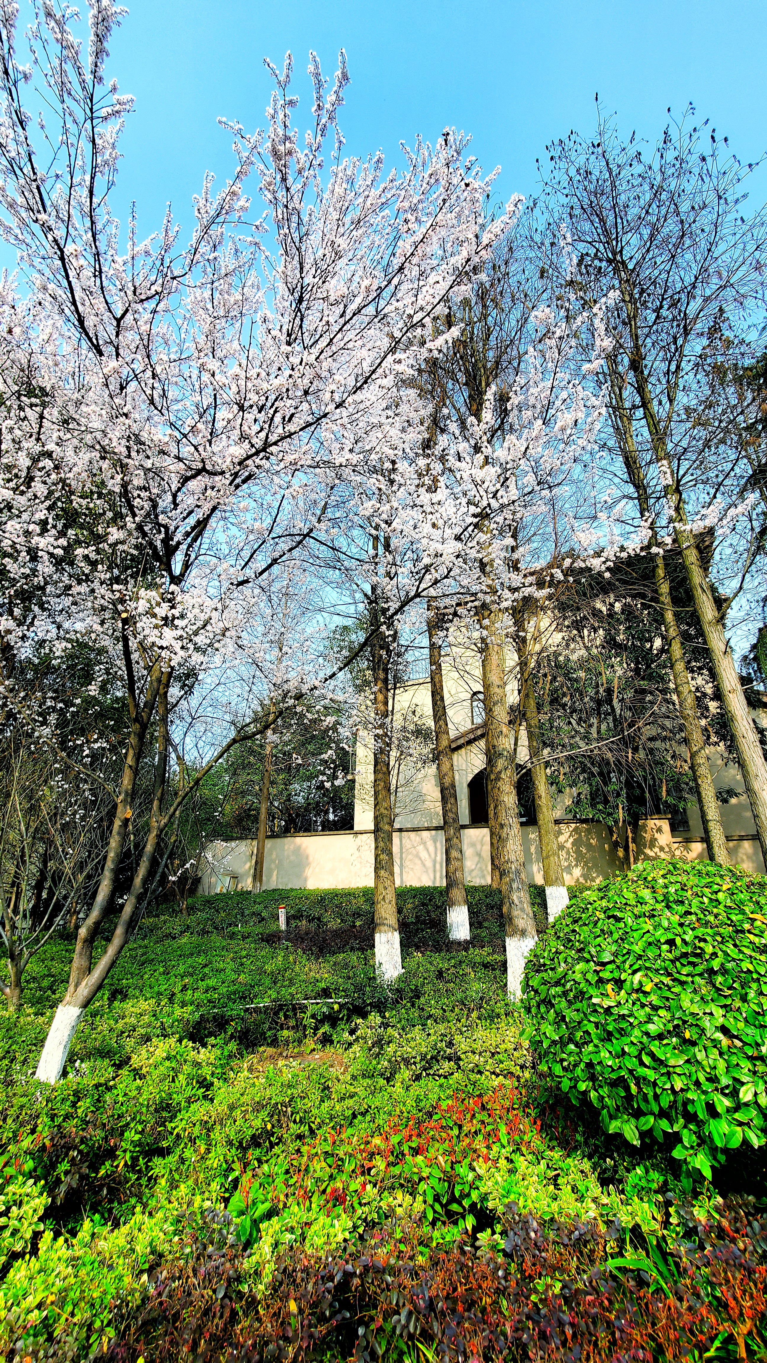 和春住。带着小神兽去踏青