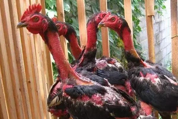 斗鸡怎么训练,斗鸡怎么训练最能打视频