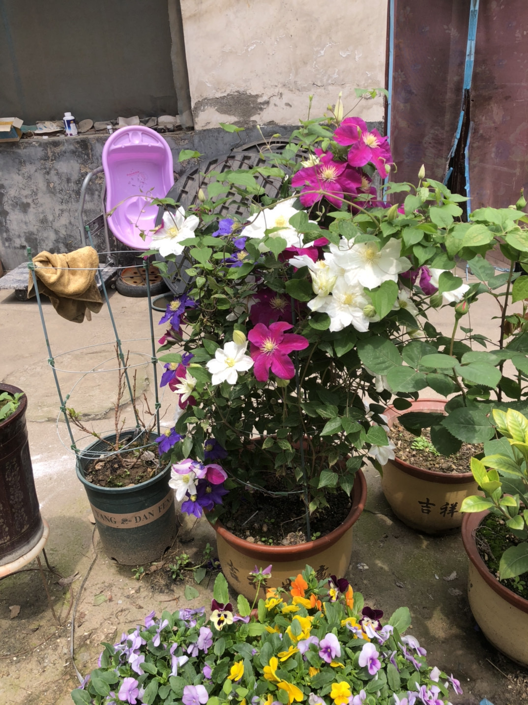 被名字耽误的8种花材,被名字耽误的花