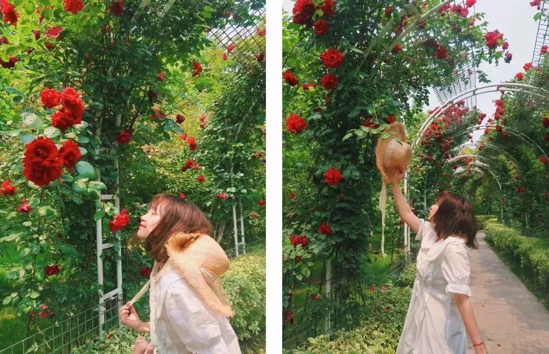 眼前一亮！6月的虹口，原来有那么多美翻了的拍照打卡地！