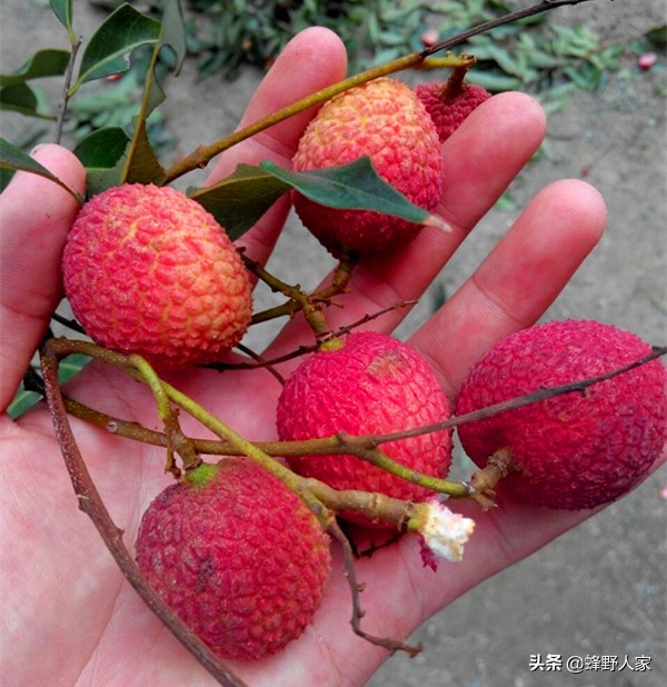 蜜蜂喜欢吃哪些蔬菜,蜂农的蜜蜂吃什么