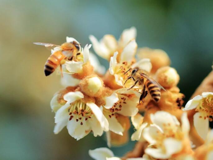 枇杷又黄又甜,枇杷果又脆又甜