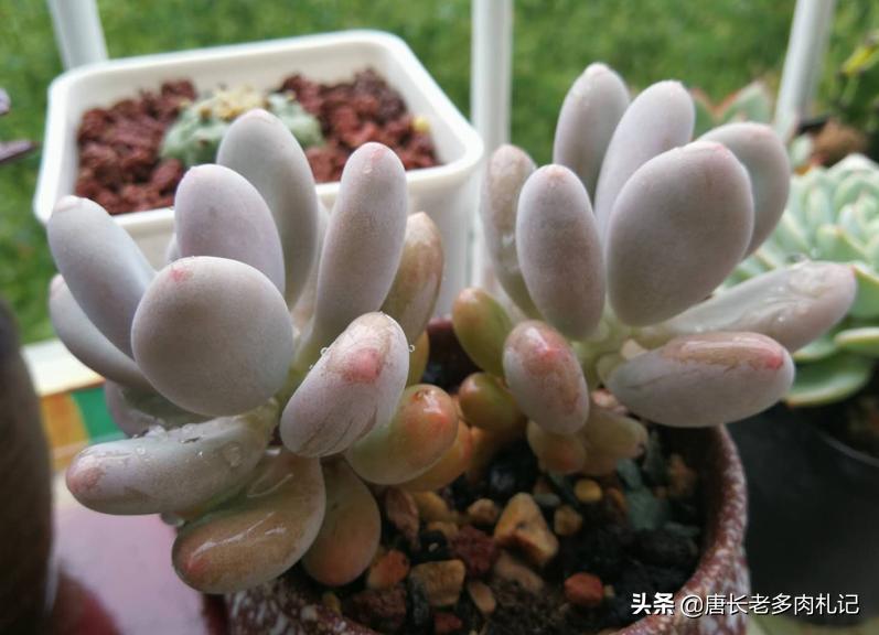 多肉养的不粗壮怎么办,多肉植物光照不足怎么养