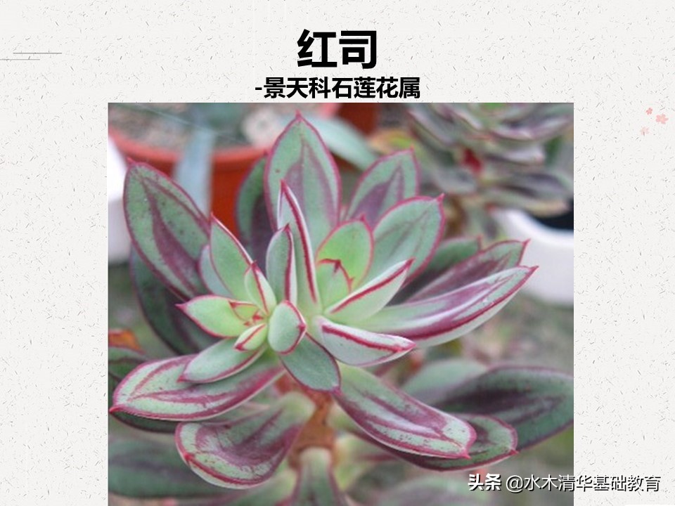 梦幻女王多肉植物百科图谱,原产地多肉植物图谱pdf