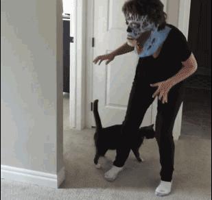 奶牛猫就是神经猫,奶牛猫不是一般的淘气