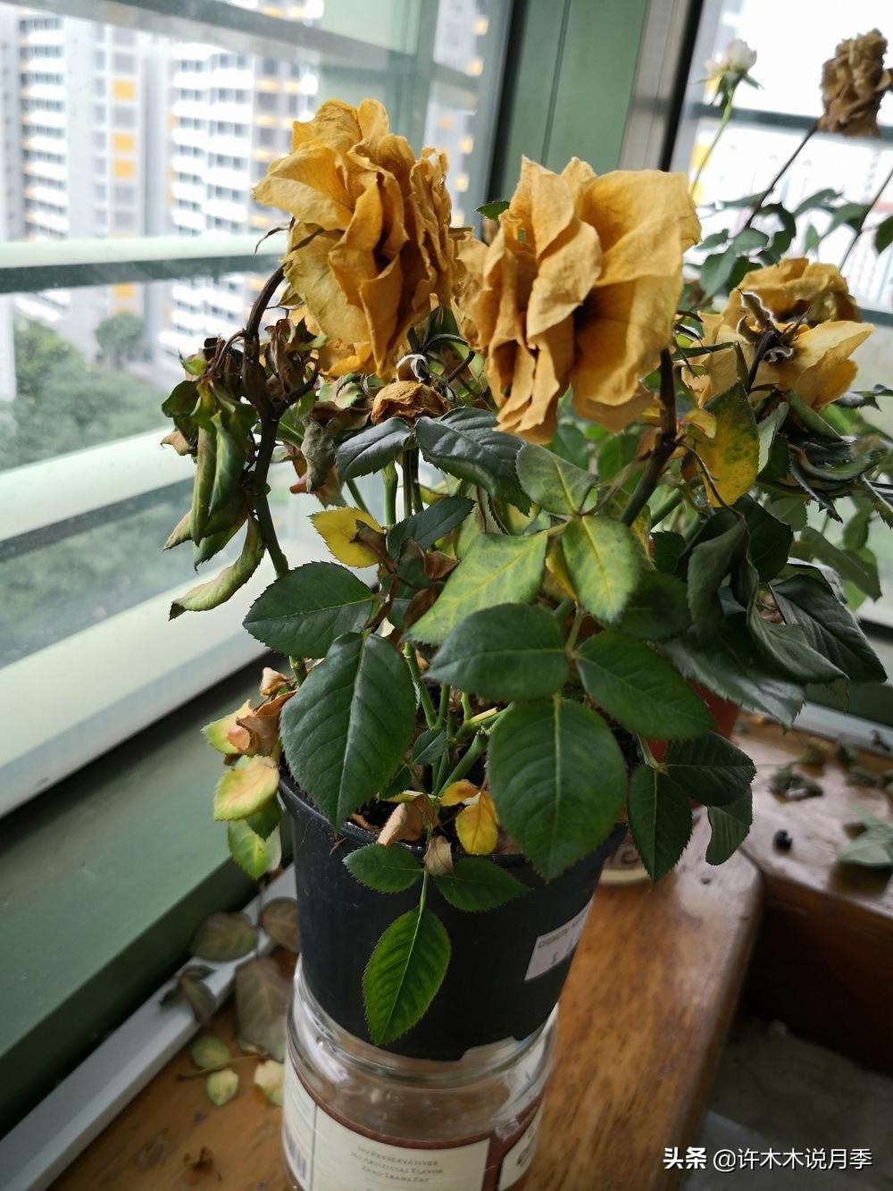 月季突然枝叶都干枯了,月季突然黄叶死掉