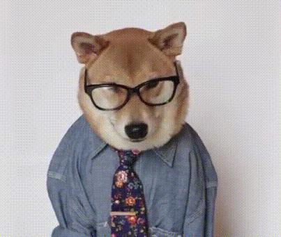 看到它3万块的项圈后，月薪3000的我瑟瑟发抖……