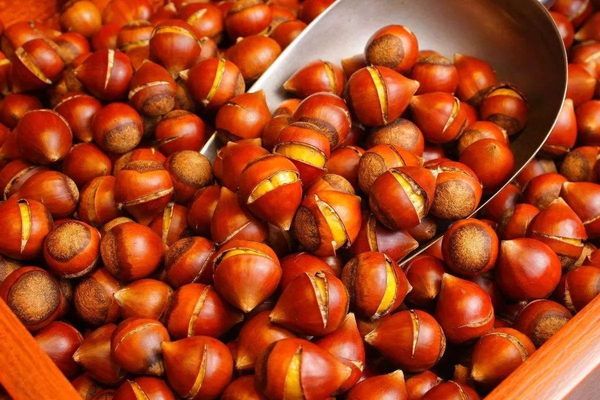 吃栗子出血了怎么办,有胃病的人能吃栗子吗