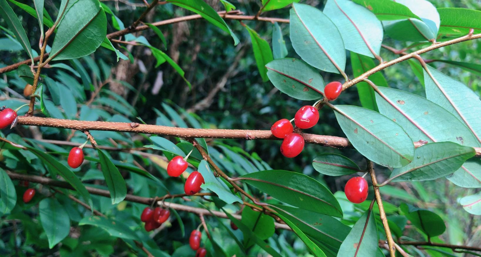 东方古柯看着不起眼，叶子却有大用途！山里碰到别不认识当柴砍了