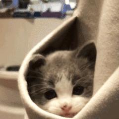 文房四宝用英语怎么说,文房四宝哪四宝英语怎么说