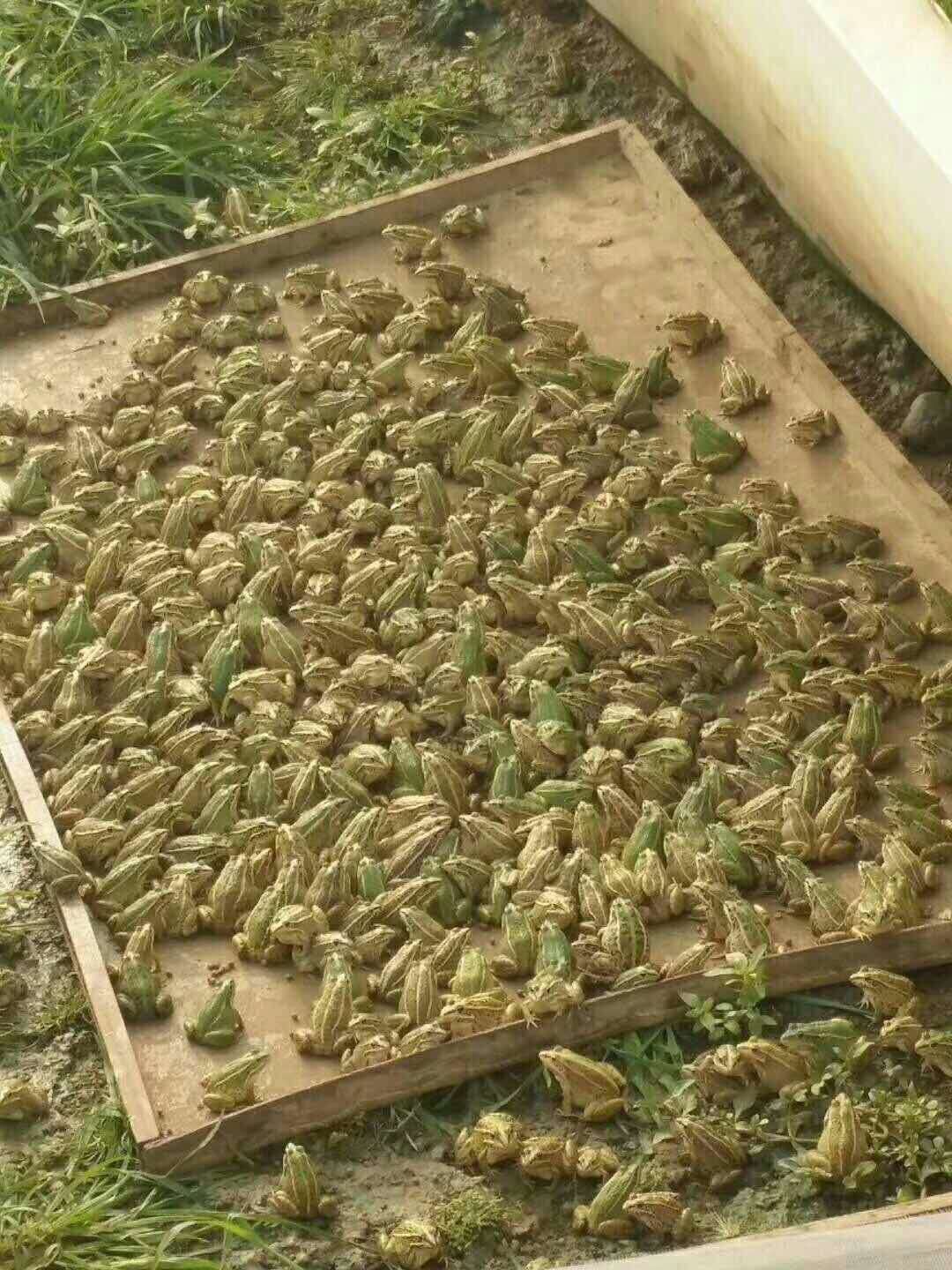 青蛙的养殖技术和方法,青蛙种蛙养殖技术