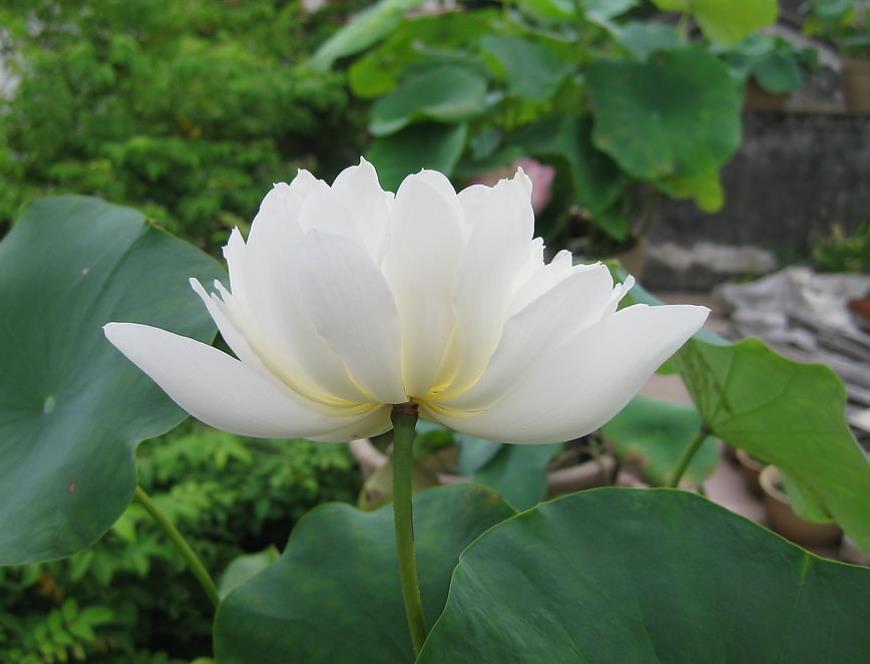 能够散发香味的植物提取物,盆栽香花推荐