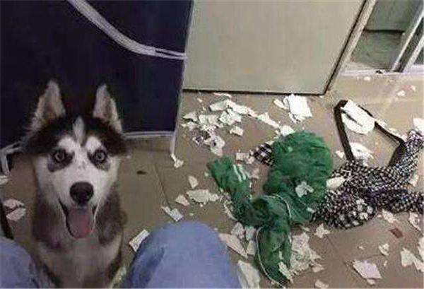 狗界的拆家神器哈士奇,拆家大队哈士奇全集