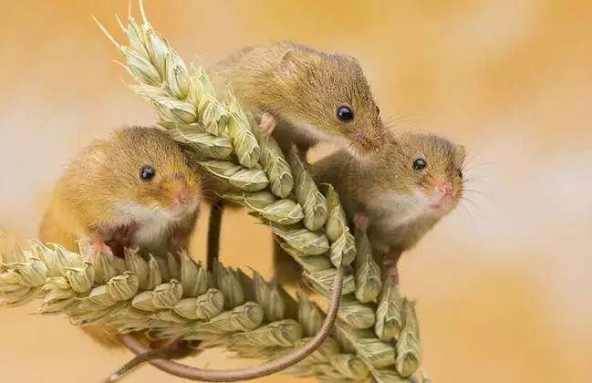 大不列颠及北爱尔兰联合王国视频,大不列颠及全爱尔兰联合王国