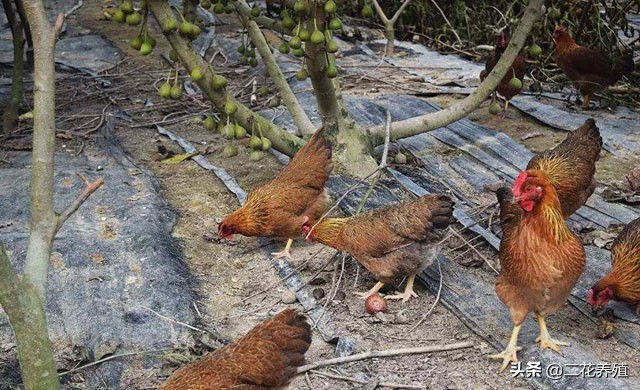 鸡采食量下降什么原因,鸡采食量下降用什么药好