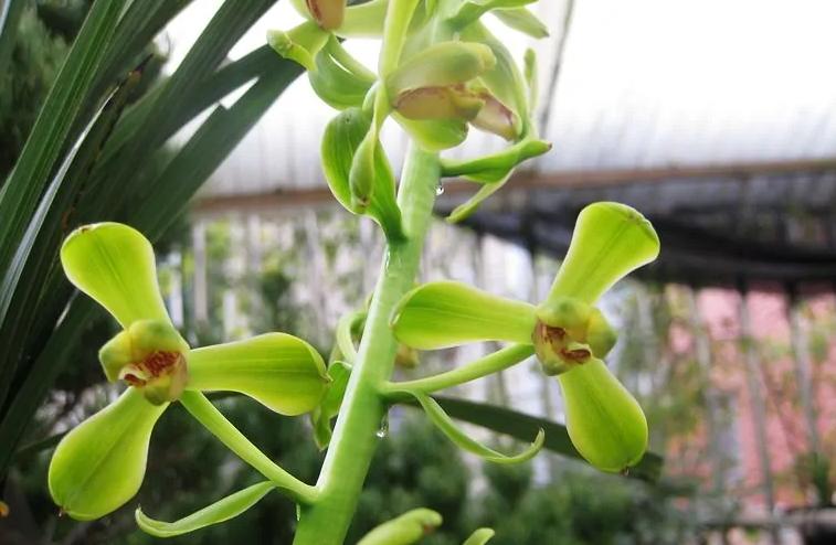 最好的兰花品种图片及名称大全,各种兰花品种详细介绍大全