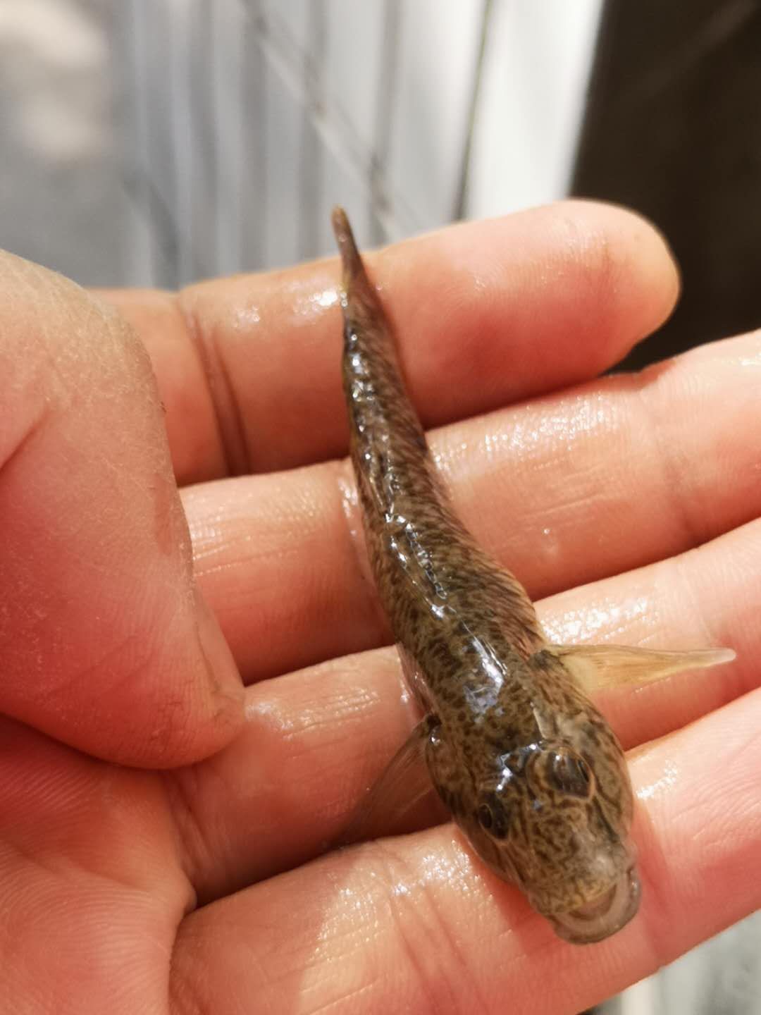 已经有很多人开始吸这种鱼，你却还没有正眼看过它