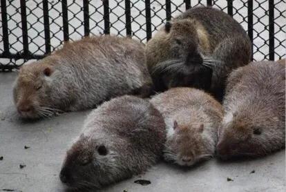 致富经未来三年,致富经农民生活