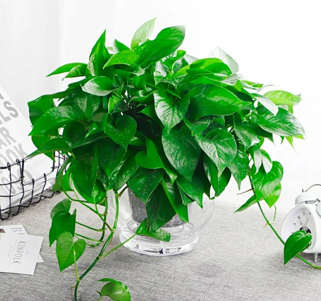 绿萝正确养殖方法,绿萝树怎么养殖