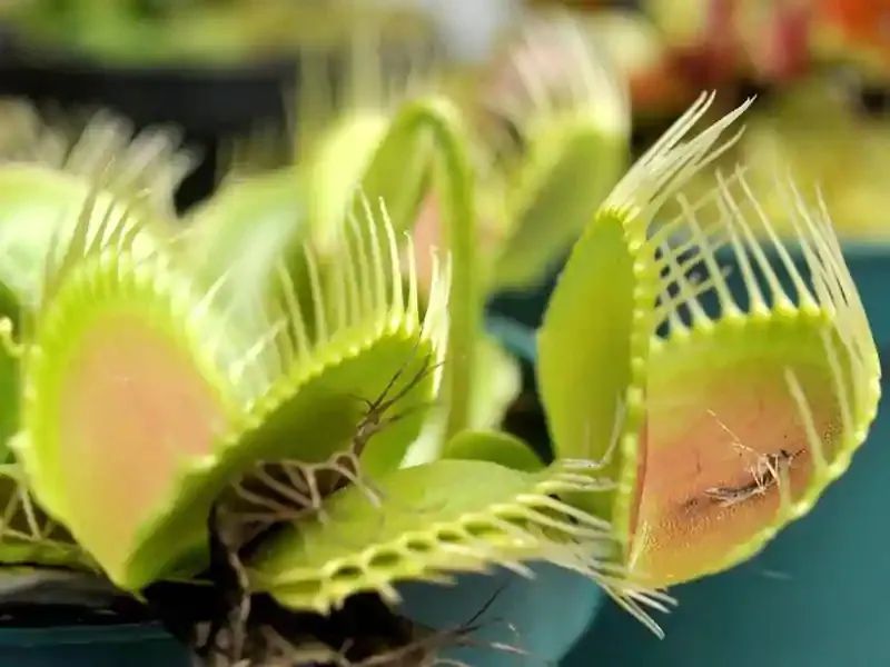 什么植物防辐射吸甲醛,防辐射吸甲醛最好植物