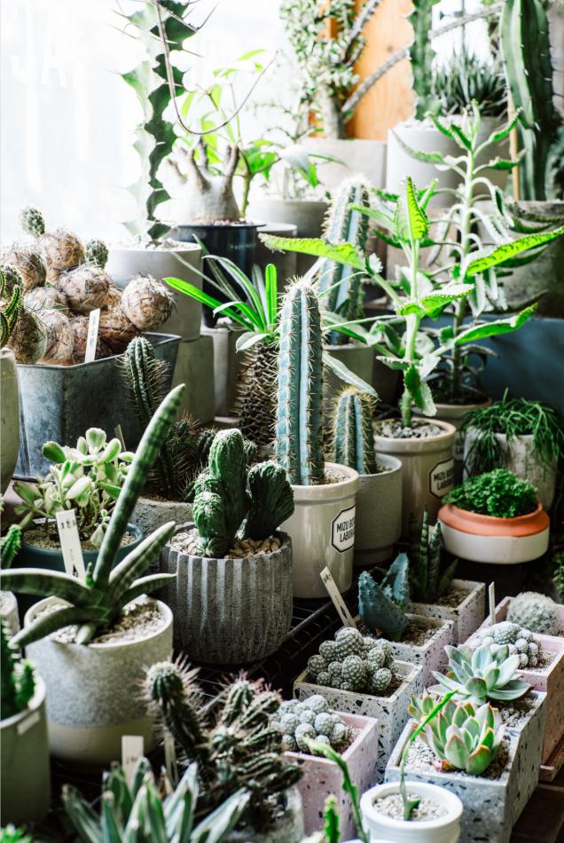 老实说，哥哥们爱起花草来，更疯狂