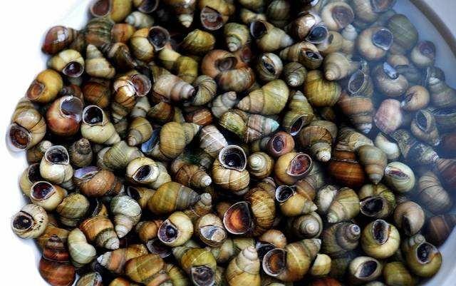 如何让田螺快速吐泥沙？不要再傻傻的用盐了，用它泥沙吐得更彻底