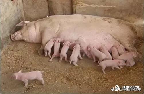 大孕龄母猪流产什么原因,母猪在35天左右流产是什么原因