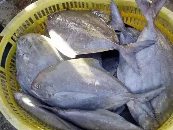 宁波一渔民整理海鲜大全,宁波最全的海鲜