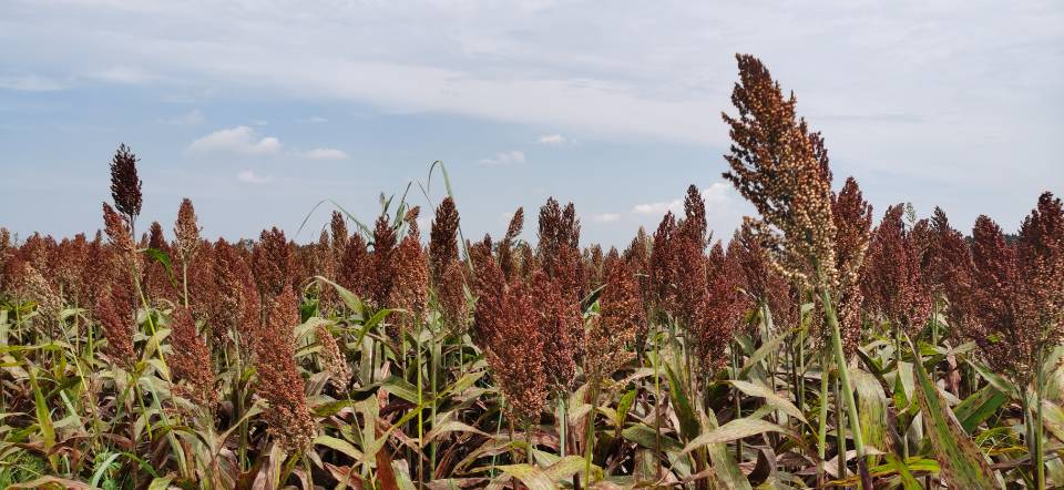 红了!红了!这些天的南充市嘉陵区龙蟠镇真的是“红遍天”了