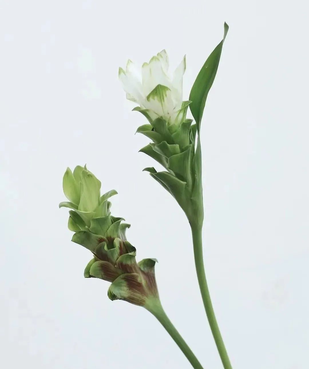 家里要有氛围感什么花比较好,家里高级的花