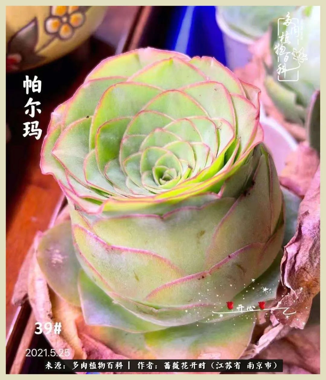 又见颜的妩媚，色的诱惑！这些山地玫瑰礼盒惊艳了眼眸