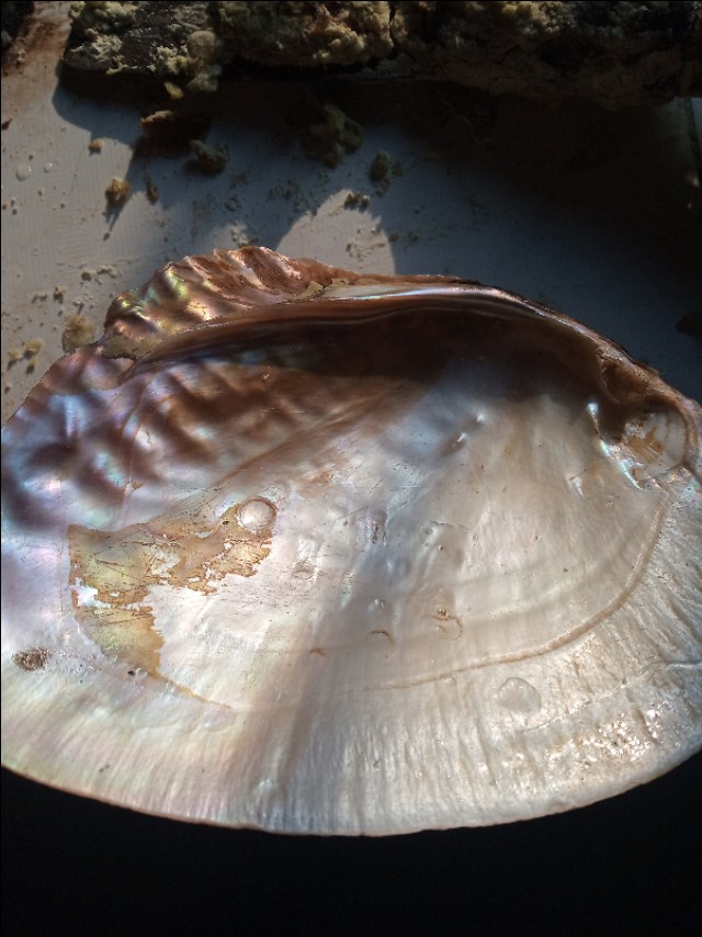 水里没有小杂鱼正常吗,水里没有食物鱼吃什么