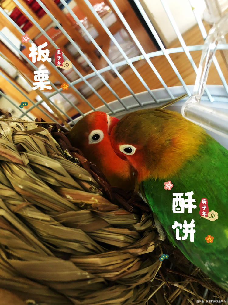 牡丹鹦鹉到底有多少种,可以饲养的牡丹鹦鹉有什么品种