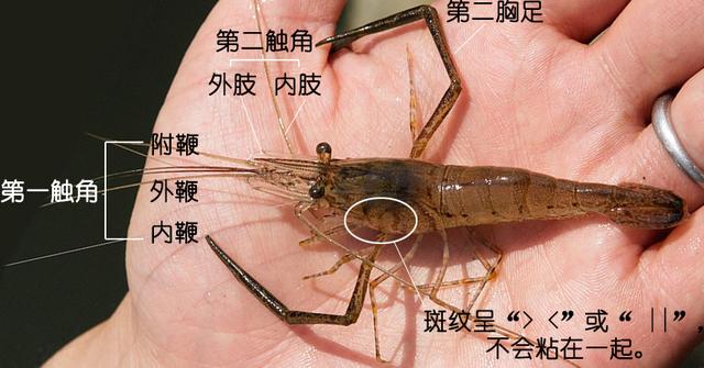 虾说,这是一篇让你不仅会吃,还会认……一文解决“虾”认识