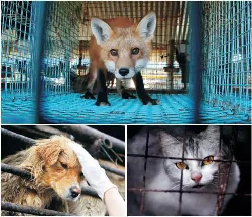 外媒炸裂！奢侈品全面*制抵**皮草，只为让更多人意识到背后的残酷