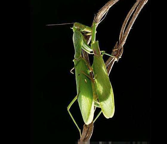 公螳螂会不会被母螳螂吃掉,公螳螂被母螳螂吃掉为什么不反抗