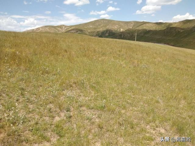 打了除草剂的草羊吃了有害吗,羊吃打过草甘膦的草怎么办